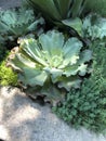 Many potted plantsÃ¯Â¼âºSubtropical potted plant